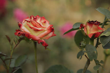 a close view of a big red and yellow colour rose flower with petalsの写真素材