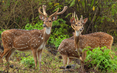 deer in the wild nature of thailand and south east asiaの写真素材