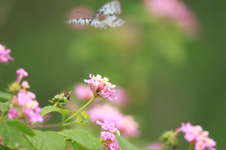 butterfly on the pink flower in the garden, nature background