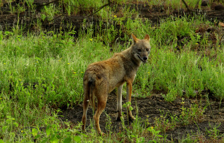 Coyote (Canis lupus) in the wild