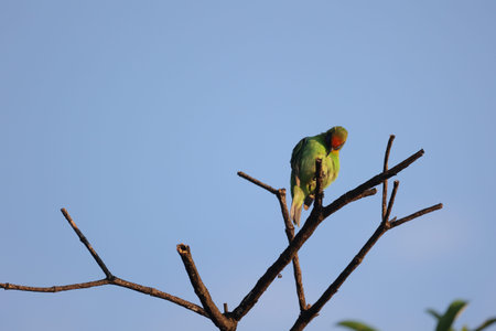 Parakeet perched on a tree branch in Kruger Park South Africa