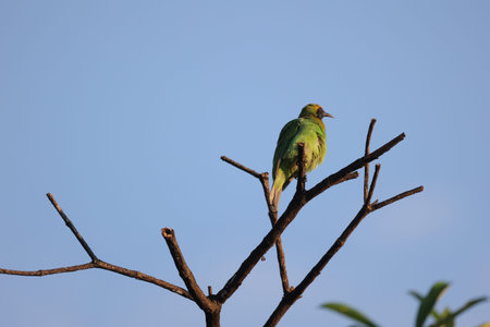 Green Barbet on a branch with blue sky in the background.