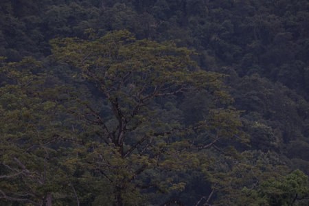 Tropical forest in the rainforest of Sri Lanka, Asia
