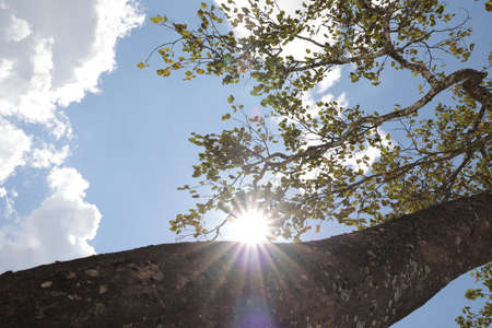 The sun shines through the branches of a tree. High quality photoの写真素材