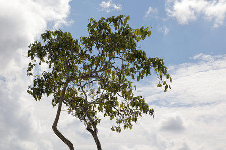 Tropical tree with green leaves against blue sky and white clouds