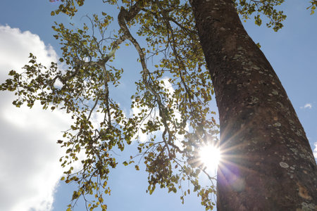 Sun shining through the branches of a tree with green leaves against the skyの写真素材