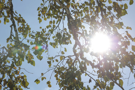 Sun shining through the leaves of a tree against the blue sky.