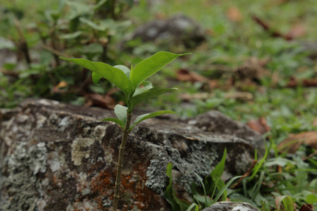 Young plant growing on the stone in the garden. Nature concept.