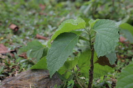 green leaves on the ground in the garden. green leaves on the ground.