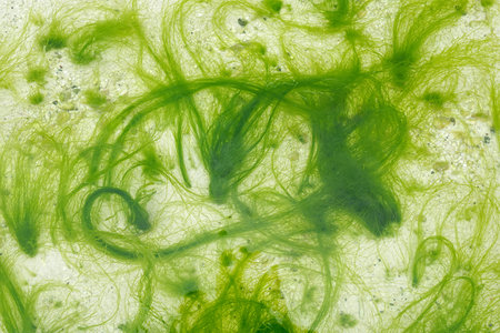 Abstract patterns of bright green algae on the beach of the island of Boracay. Philippines.