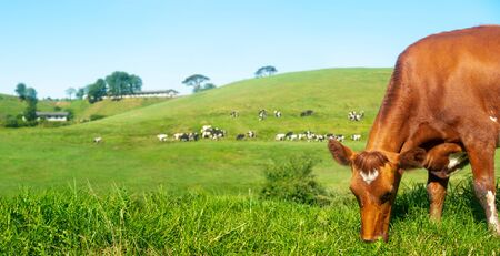 Scenic panoramic view of rural farm with cow in the foregroundの写真素材