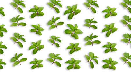 Fresh green mint on white backgroundの写真素材