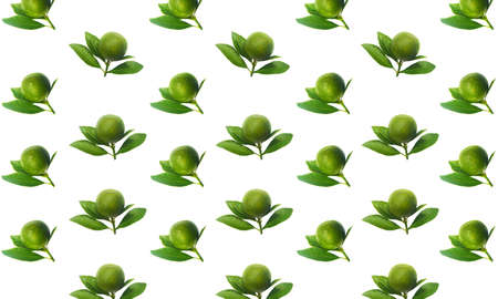 Fresh green limes on branch with leaves Isolated on white background.の写真素材