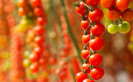 Ecological Fresh red cherry tomatoes in greenhouse of farm.の写真素材