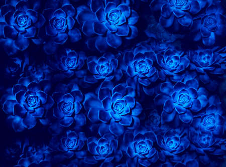 Beautiful magical glowing succulent flowers on dark blue background. Futuristic nature design illustration.の写真素材
