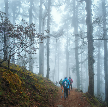 Group of hikers with backpacks walks along mountain path through beautiful forest during trek in Langtang National Park, Nepal. Beautiful inspiring landscape, trekking and activity.の写真素材