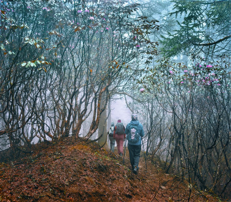 Group women hikers with backpacks walks along mountain path through beautiful forest during trek in Langtang National Park, Nepal. Beautiful inspiring landscape, trekking and activity.の写真素材