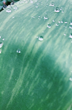 Green plants with leaves in early springの写真素材