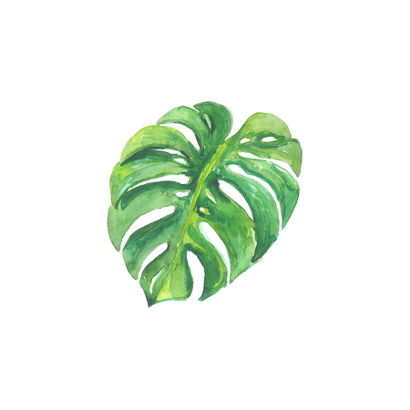 Bright watercolor leaf isolated on easy for cut white backgroundの写真素材