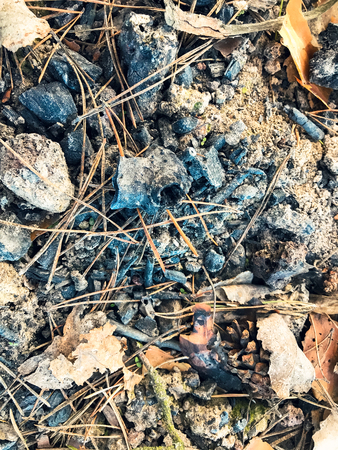 Bark leaves pine needles in the forest backgroundの写真素材