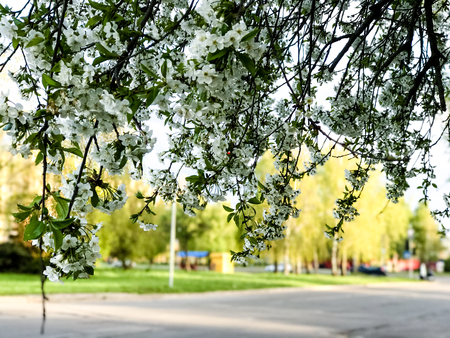 Early spring flowering of trees in sunny dayの写真素材