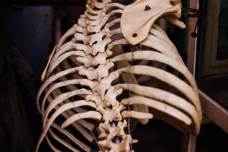 Old human rib skeleton