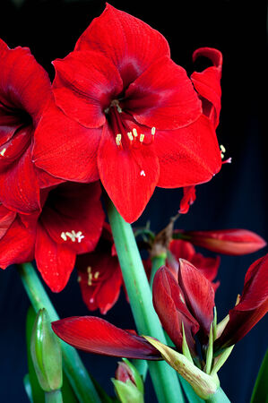 Amarillis Flowers in Black Backgroundの写真素材