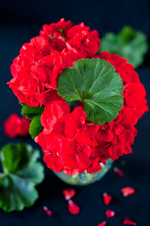 Red Geranium in black backgroundの写真素材