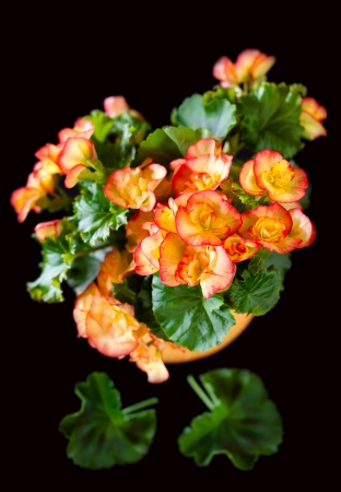 Orange Begonia in Black Background の写真素材
