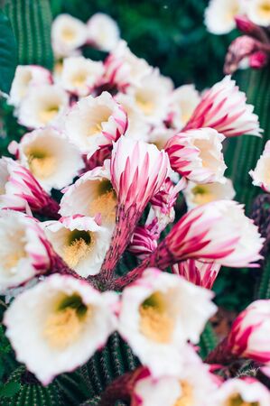 White Cactus Flowersの写真素材