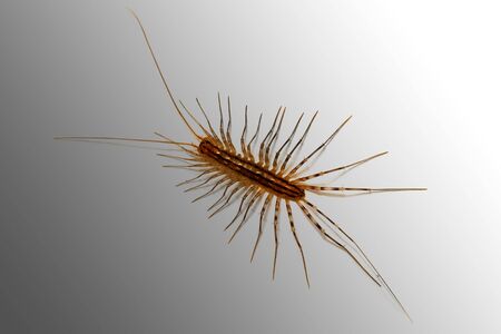 millipedes whit antenna on grey back groundの写真素材