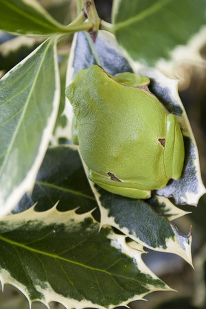 Green tree frog amphibian called on a white background