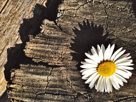 Just a daisyの素材