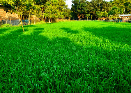 hi this is sohel rana ,professional photograffer and graphics designer .の写真素材