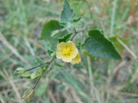 Closeup of Yellow beautiful flower in forest natural habitatの写真素材