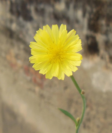 Closeup of Yellow beautiful flowerの写真素材