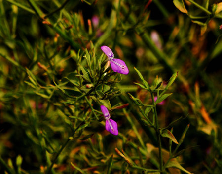 closeup of small Purple wild flower in forest natural habitatの写真素材