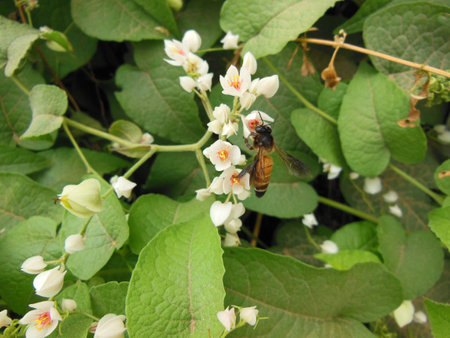 Honeybee On alluring flowersの写真素材