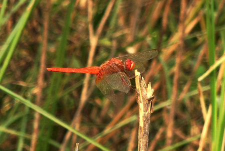 Red dragonfly sitting on dry twig closeupの写真素材
