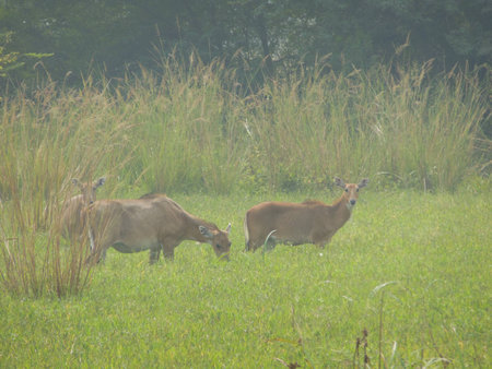 Deer in natural habitat forestの写真素材