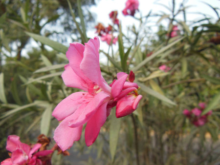 Pink flower side view closeupの写真素材