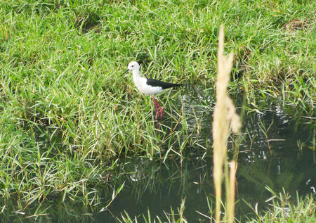 White black Lapwing bird pecking in polluted industrial waterの写真素材