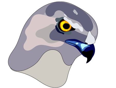 Hawk face sharp side view colours illustration iconの写真素材
