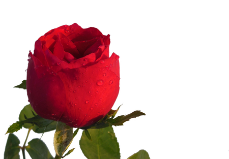 Vivid Red rose with leafs water droplet isolated on white backgroundの写真素材