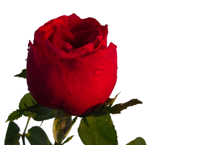Vivid Red rose with leafs water droplet isolated on white backgroundの写真素材