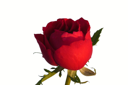 Vivid Red rose with leafs water droplet isolated on white backgroundの写真素材