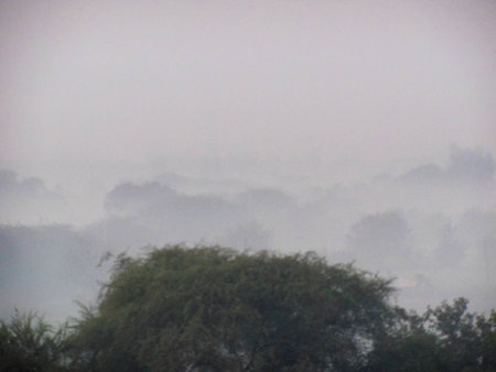 Forest trees top in foggy morning duskの写真素材