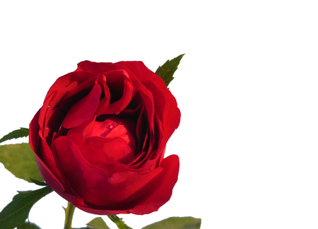 Fresh vivid Red rose flower with green leafs and water dew drops isolated on white backgroundの写真素材