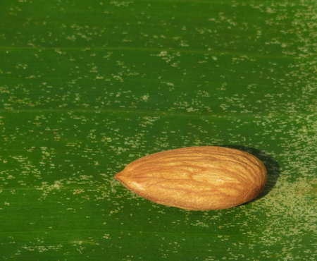 Almond nuts held on banana leafの写真素材