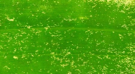 Banana leaf beautiful background textureの写真素材